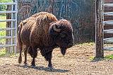 Big Bill_24972